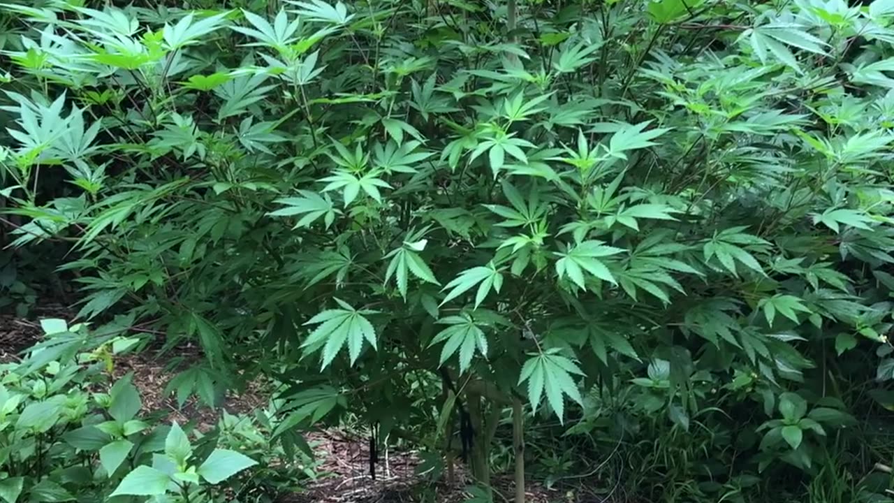 Guerrilla Cannabis Garden