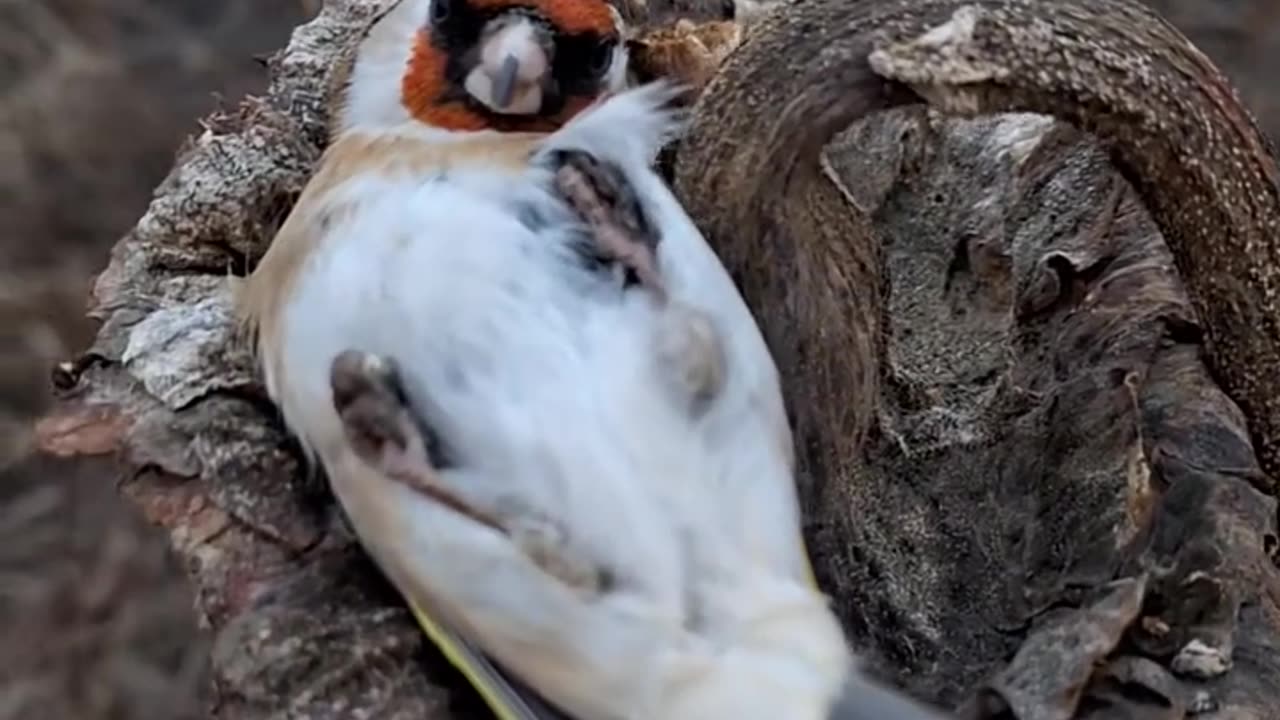 Bird sleeping