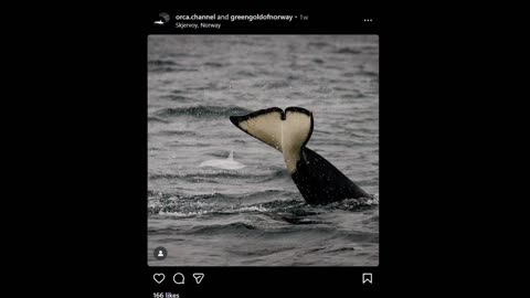 I made my Instagram feed all Whales