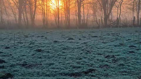 Stunning Countryside Sunrise Through the Mist