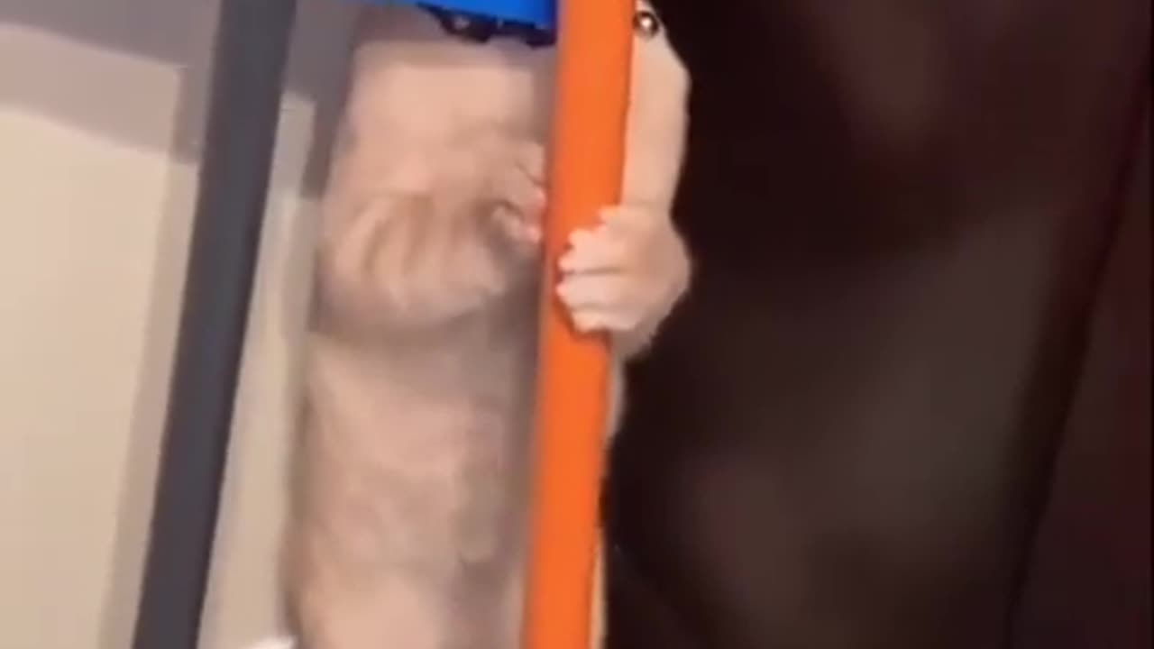 cat will always be cats