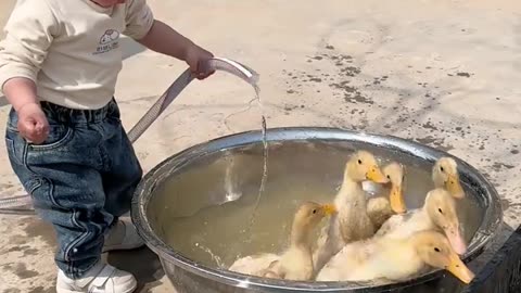 Funniest Animals Videos Ducks ,pets and kid