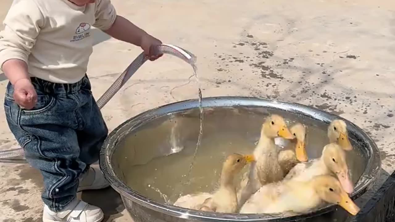 Funniest Animals Videos Ducks ,pets and kid