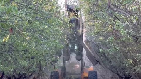 ✨🌳 Watch This Tree Trimming Machine Transform Aves in Minutes! | FeedMyCuriosity