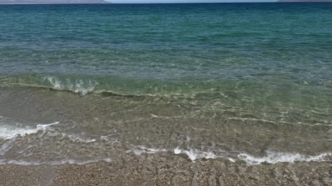 Conotoxins Potential Therapeutics from Cone Snails