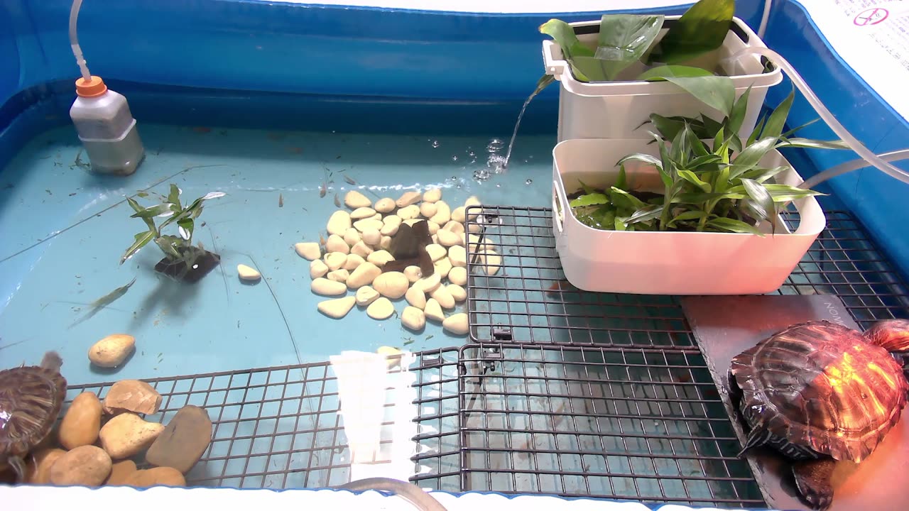 Tired of the same streams all over again? Look at some turtle instead!