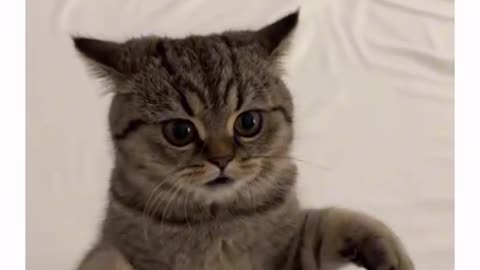 Your Daily Dose of Cute Kittens 😻