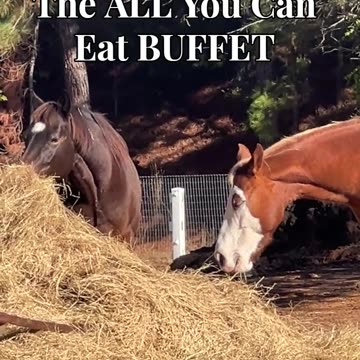 The ALL You Can Eat BUFFET