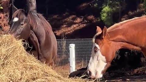 The ALL You Can Eat BUFFET