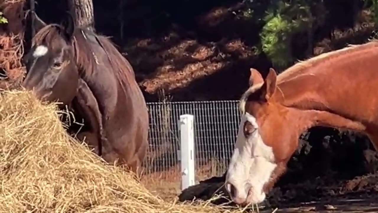 The ALL You Can Eat BUFFET