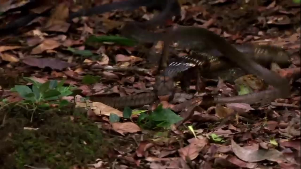 "Welcome to Animals' ULTIMATE Jungle Life Adventure! 🦅🦁🐶🐯 | Wild Encounters & Surprising Moments!"