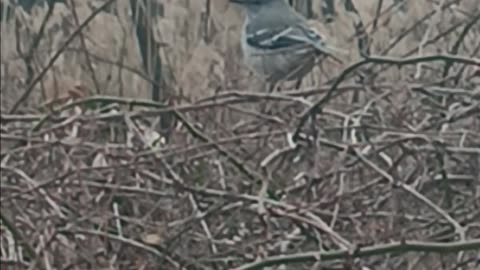 Mockingbird kissena