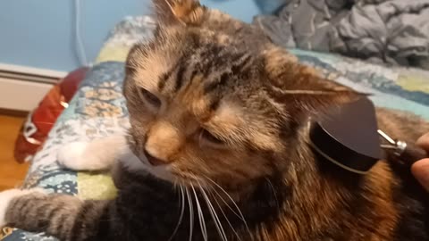 How a Cat's Happiness Shines Through a Perfect Brush Session
