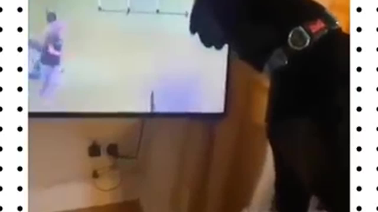 Painful laugh: Dog funny video with water jet