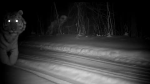 Late night walk for a family of tigers