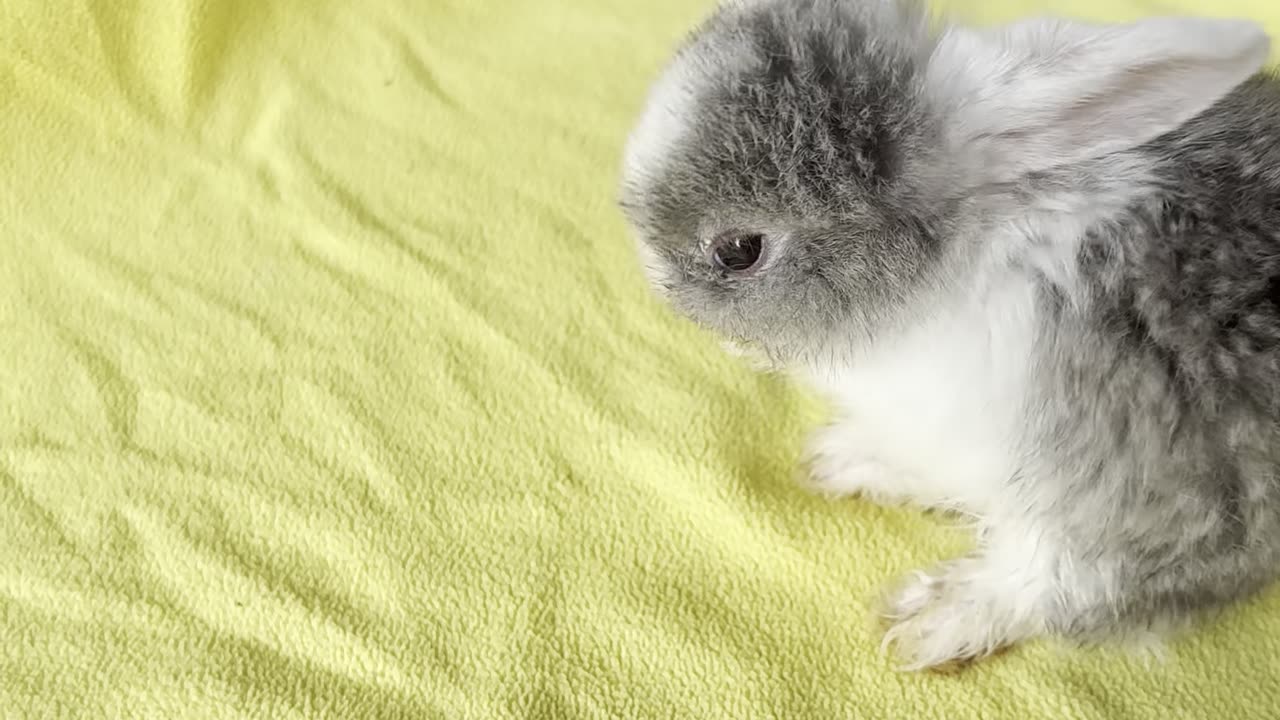 bunny #1