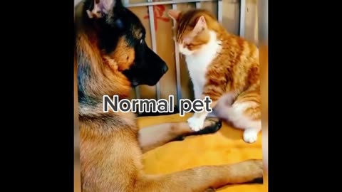 Funny animal