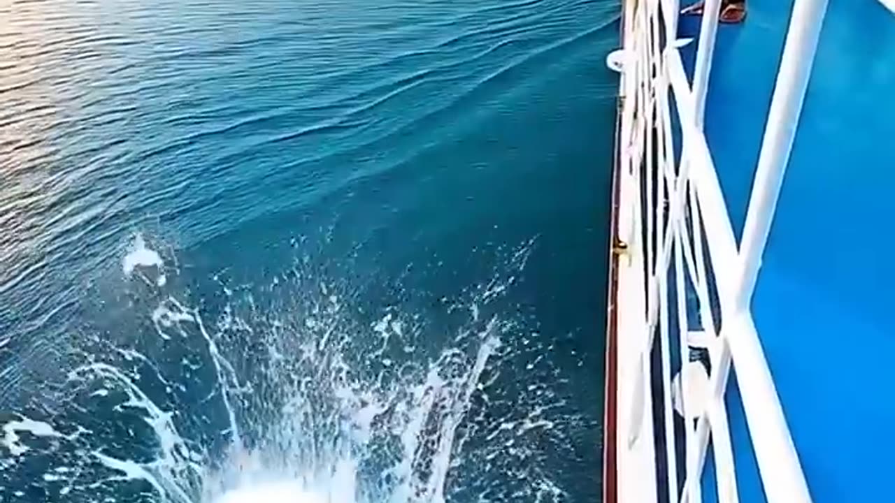 📹 Kitten Overboard ! 🐱🚨 DAD CAT VS SHARK 🦈💥
