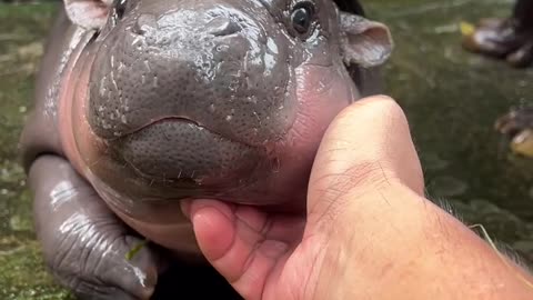 This stocky little pygmy hippopotamus at Khao Kheow Open Zoo has captured hearts around the world