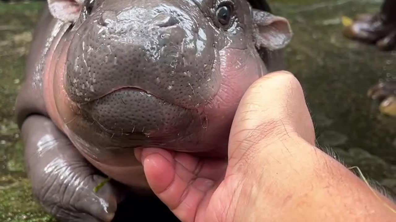 This stocky little pygmy hippopotamus at Khao Kheow Open Zoo has captured hearts around the world
