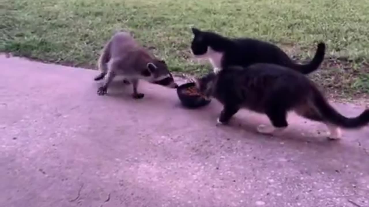 Eat And Run
