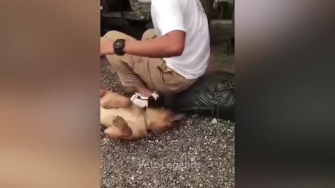 Furry Frenzy: Cats vs. Dogs Edition