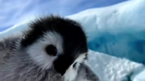 Baby penguin