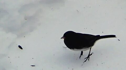 Dark-eyed junco