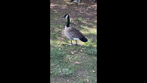 Canada Goose 🪿 #canadagoose #followme #shorts #viral #trending