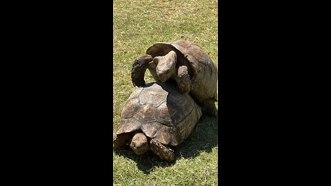 sundeep goes to the zoo