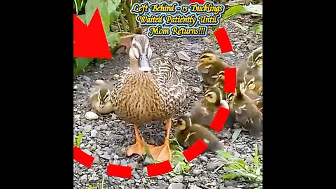 Left Behind - 13 Ducklings Waited Patiently Until Mom Returns!!!