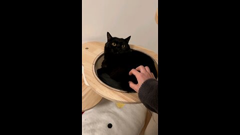 Annoying a Black Kitten – New Year, Same Obsession with Petting Cats! 🐱😂