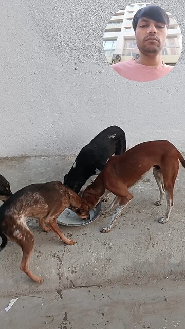 jivdaya mehsana Gujarat