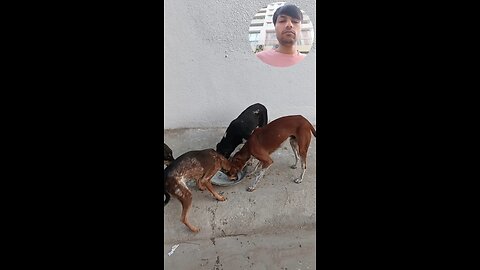 jivdaya mehsana Gujarat