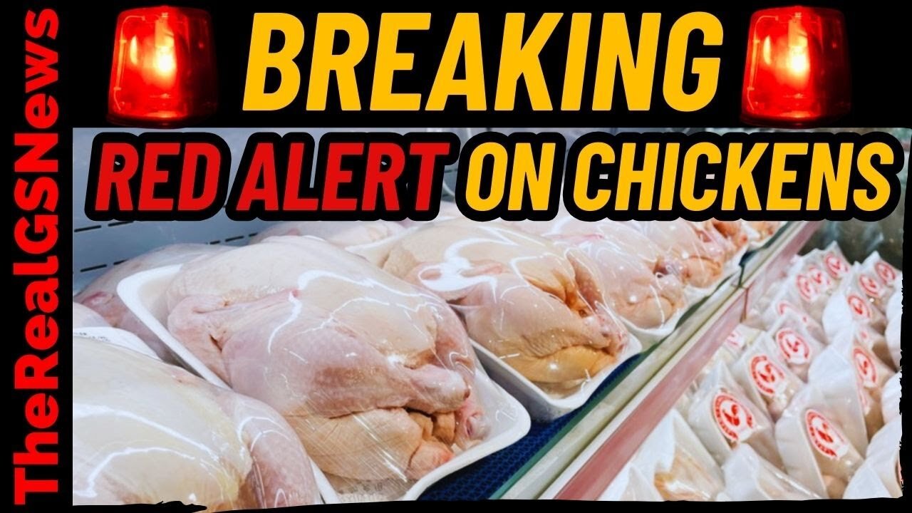 🚨 BREAKING: DO NOT BUY CHICKENS! (YOU NEED TO HEAR THIS)