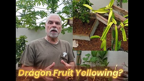 Post Harvest Yellowing of Dragon Fruit Plants