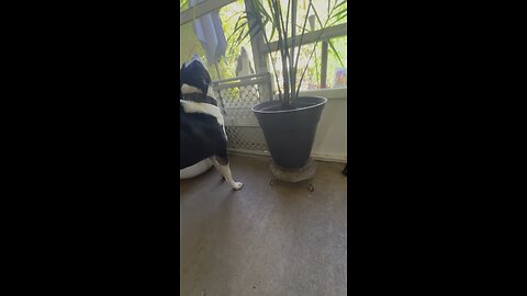 The pups hear the siren for the first time