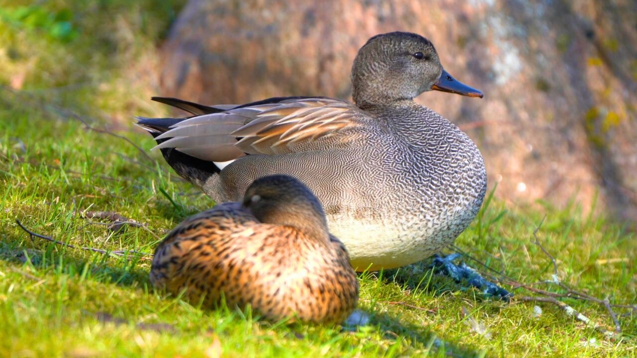 Gadwall Duck Couple, Male Stands Guard While Female Sleeps