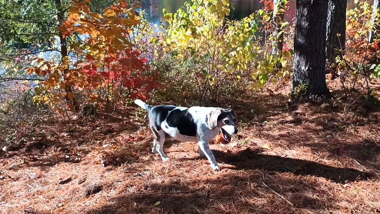 Bandit