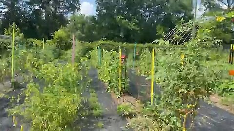 Too Hot to Handle: Homemade Pest Control with Tabasco Pepper Mash | HOMESTEAD