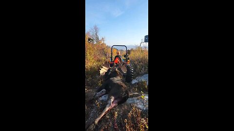 maine moose hunt