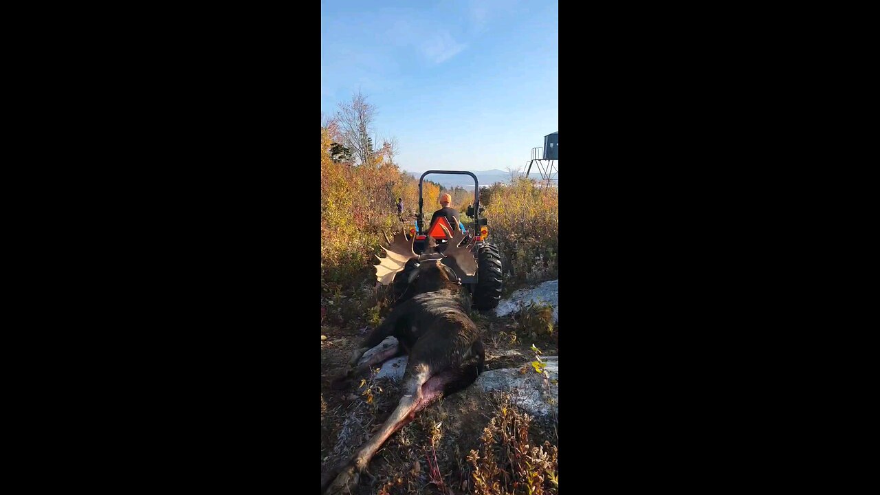 maine moose hunt