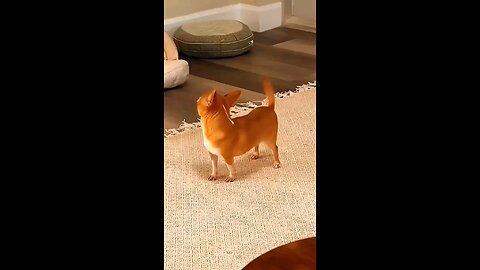 Very Funny🤣 Dog Video