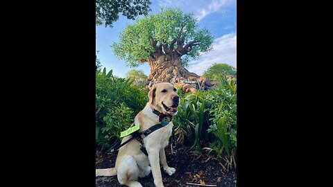 Donald is Top Dog: Fort Myers Labrador Up for America’s ‘Hero Dog’ Title