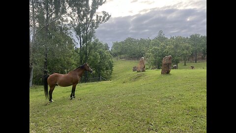 The Year of the Fire Horse - Spirit of the Stars, Wisdom of Horses!