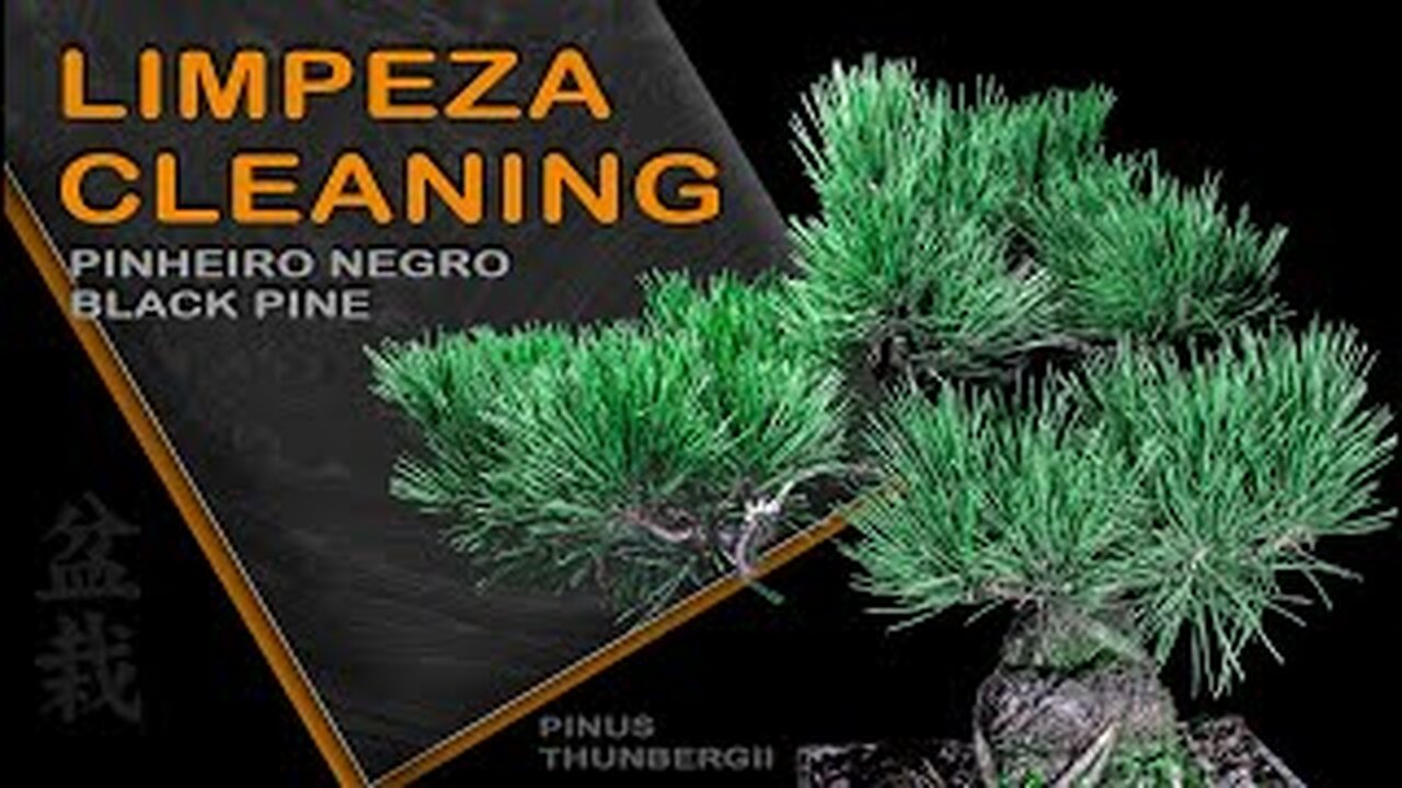 Limpeza Pinheiro Negro: Bonsai SP