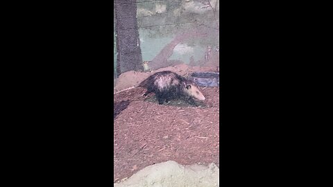Virginia Opossum #opossum #followme #trending #viral #shorts