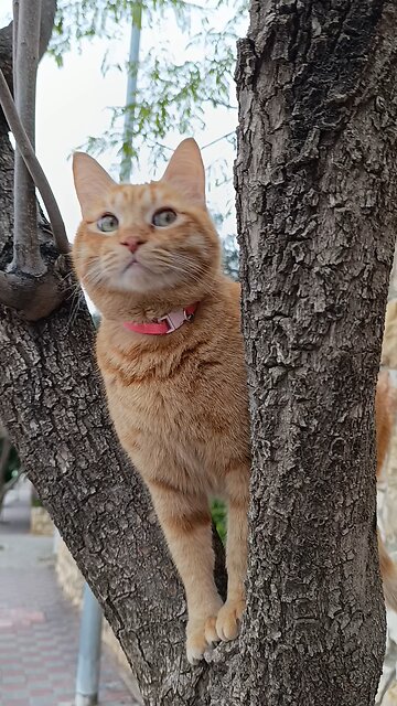 My beautiful Noble Amber