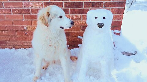 Dogs Meet First Snow – 99.9% Can’t Stop Laughing! Funniest Pup Reactions