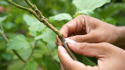 Growth plants